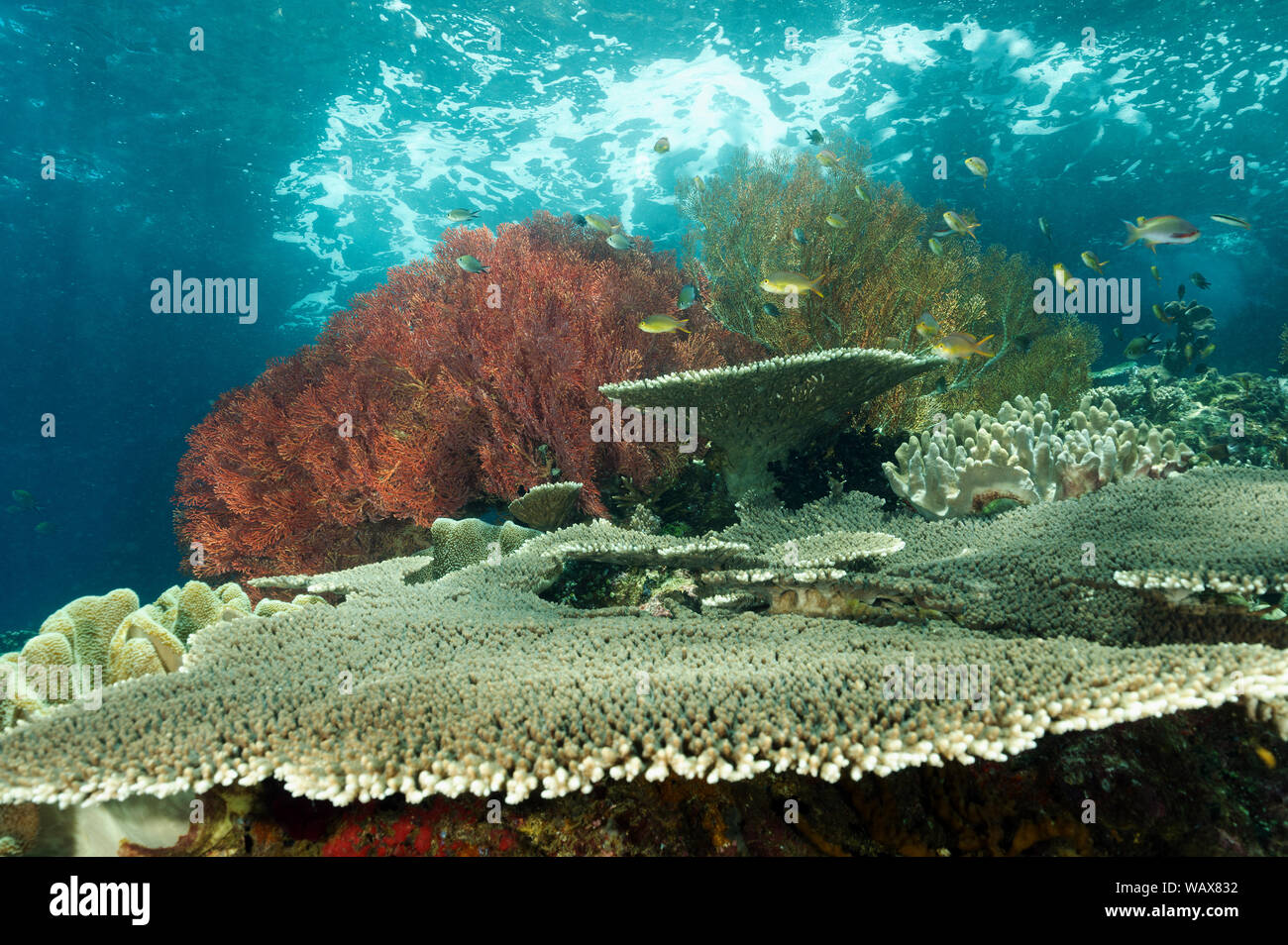 Reef scenic Raja Ampat Indonesia Stock Photo