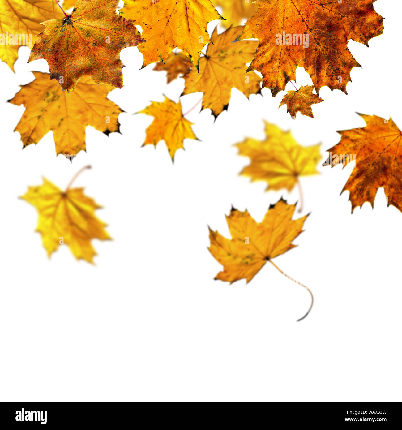 Autumn falling maple leaves on white background Stock Photo - Alamy