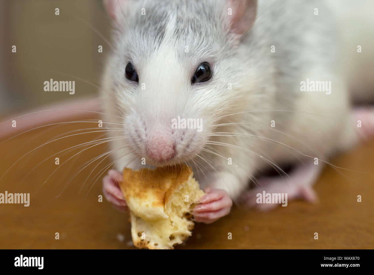 White domestic rat eating bread. Pet animal at home Stock Photo - Alamy