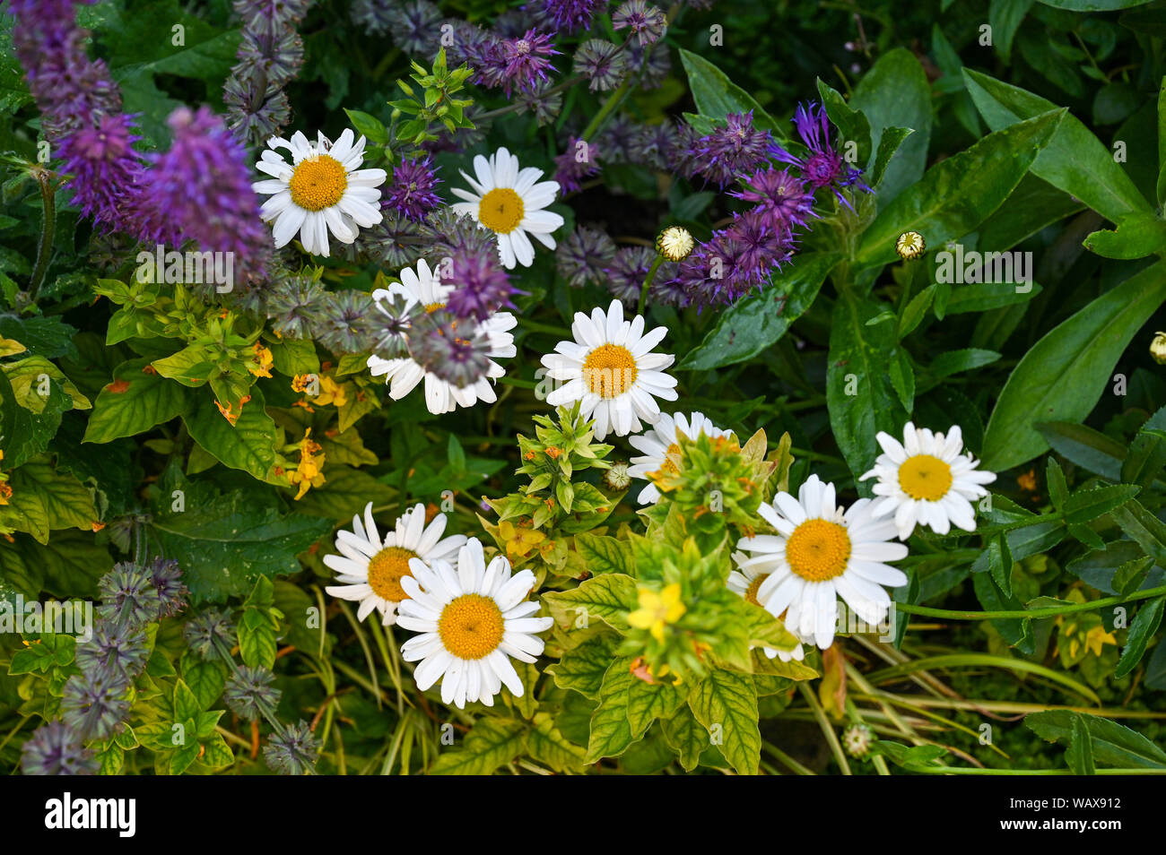 Garden plants and flowers Brighton Sussex UK - White daisies Stock Photo