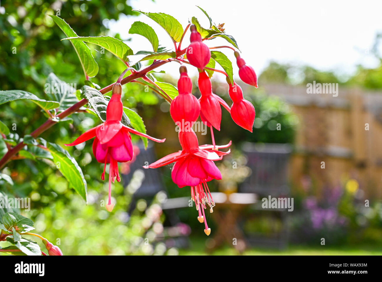 Garden plants and flowers Brighton Sussex UK red or pink fuschia flowers Stock Photo