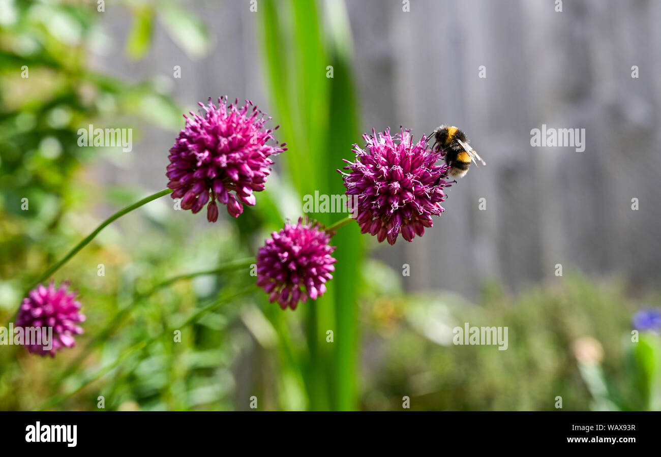 Garden plants and flowers Brighton Sussex UK - Small purple alliums with bumblebee  Photograph taken by Simon Dack Stock Photo
