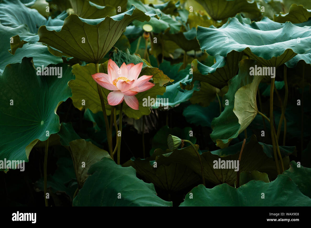 Full bloom Royal lotus flowers among green leaves in famous Summer lotus pond of West Lake. Hangzhou, Zhejiang - China Stock Photo