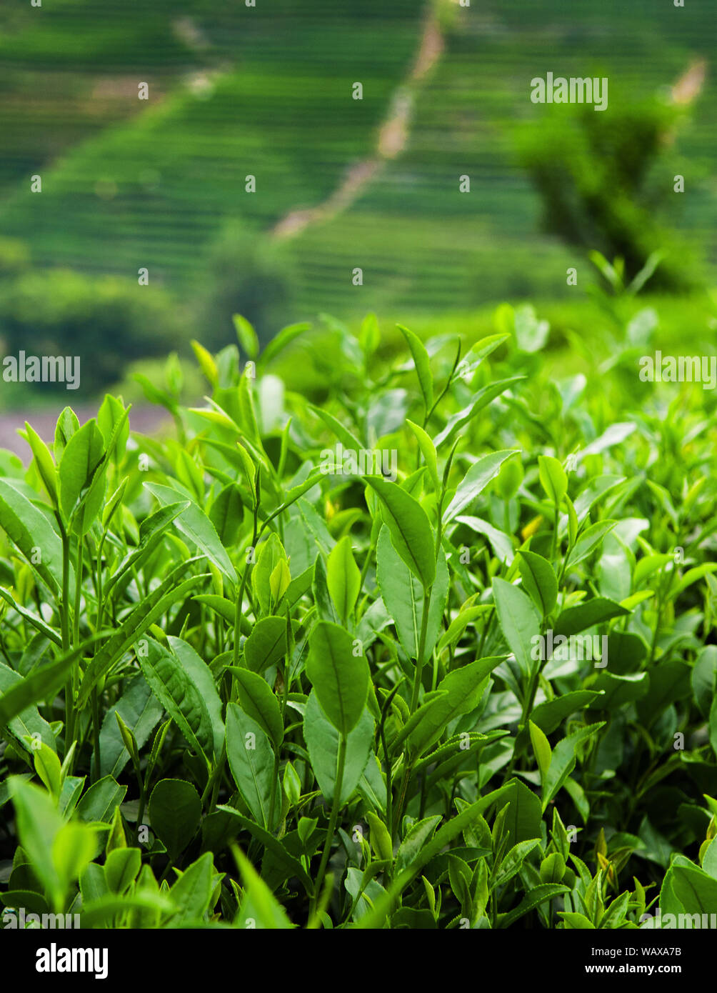 Green Tea Longjing tea leaves in Meijiawu village, the best quality Longjing green tea in