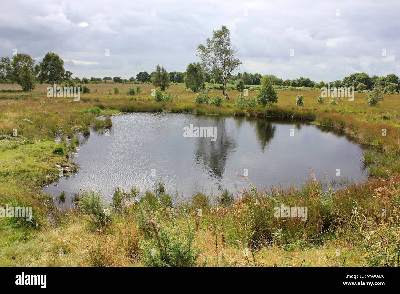 Bog Pool at Highfield Moss SSSI - an important example of a a lowland raised valley mire Stock Photo