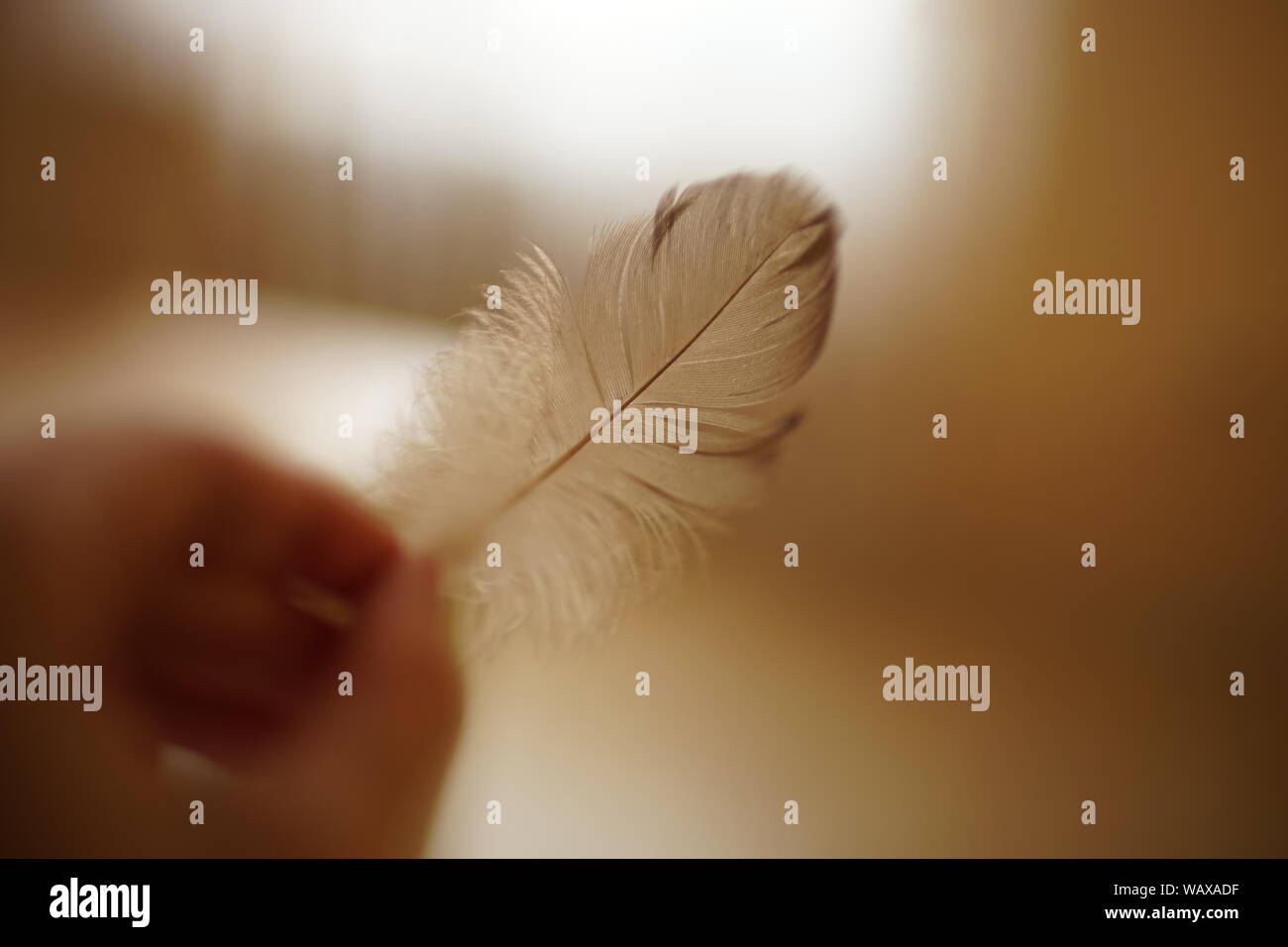 bird feather in hand, selective art focus Stock Photo