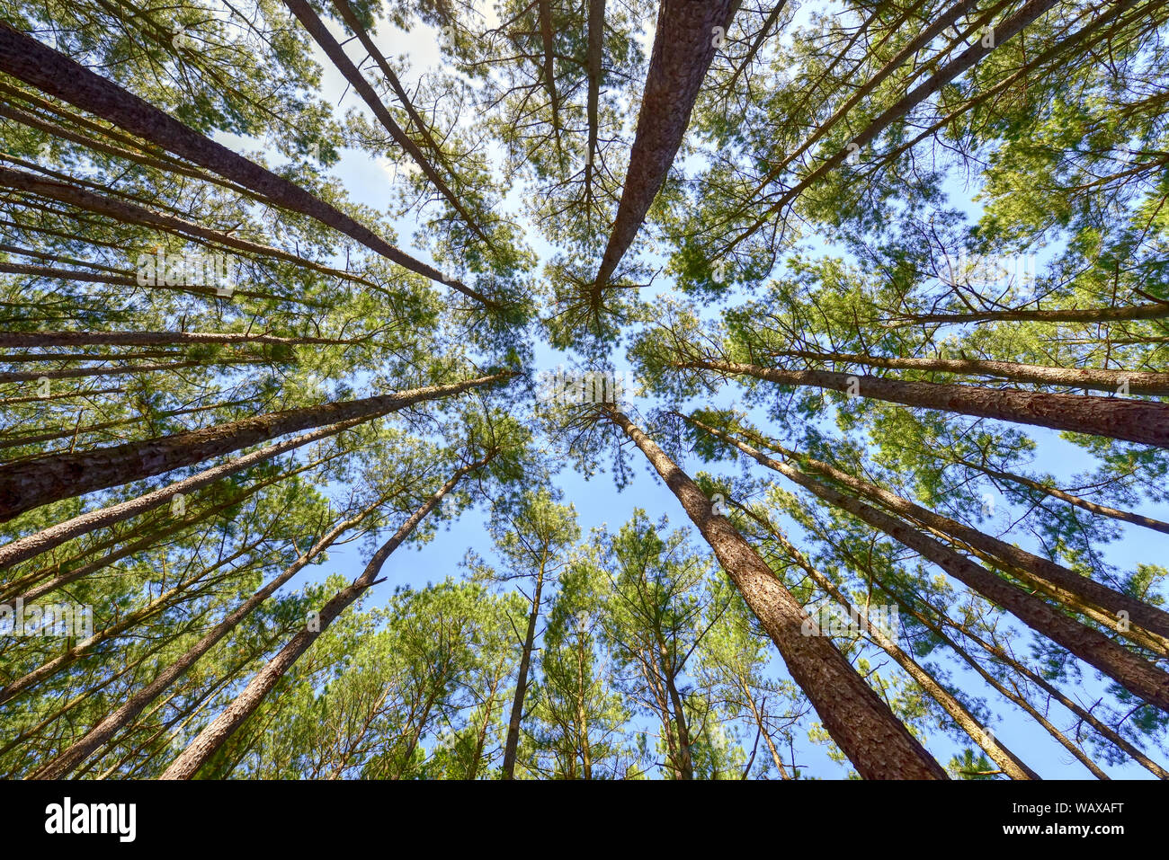 View of pine trees from below creating a circular fan shape pattern against the blue sky background above. Stock Photo