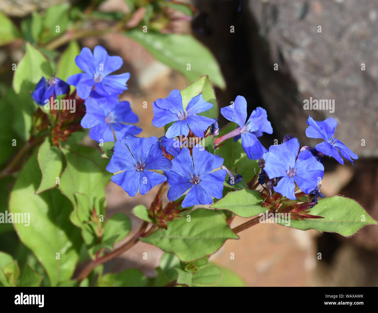 Bleiwurz, Cerastostigma, Wiimottiana ist eine wichtige Heilpflanze und eine Blume mit blauen Blueten. Leadwort, Cerastostigma, Wiimottiana is an impor Stock Photo