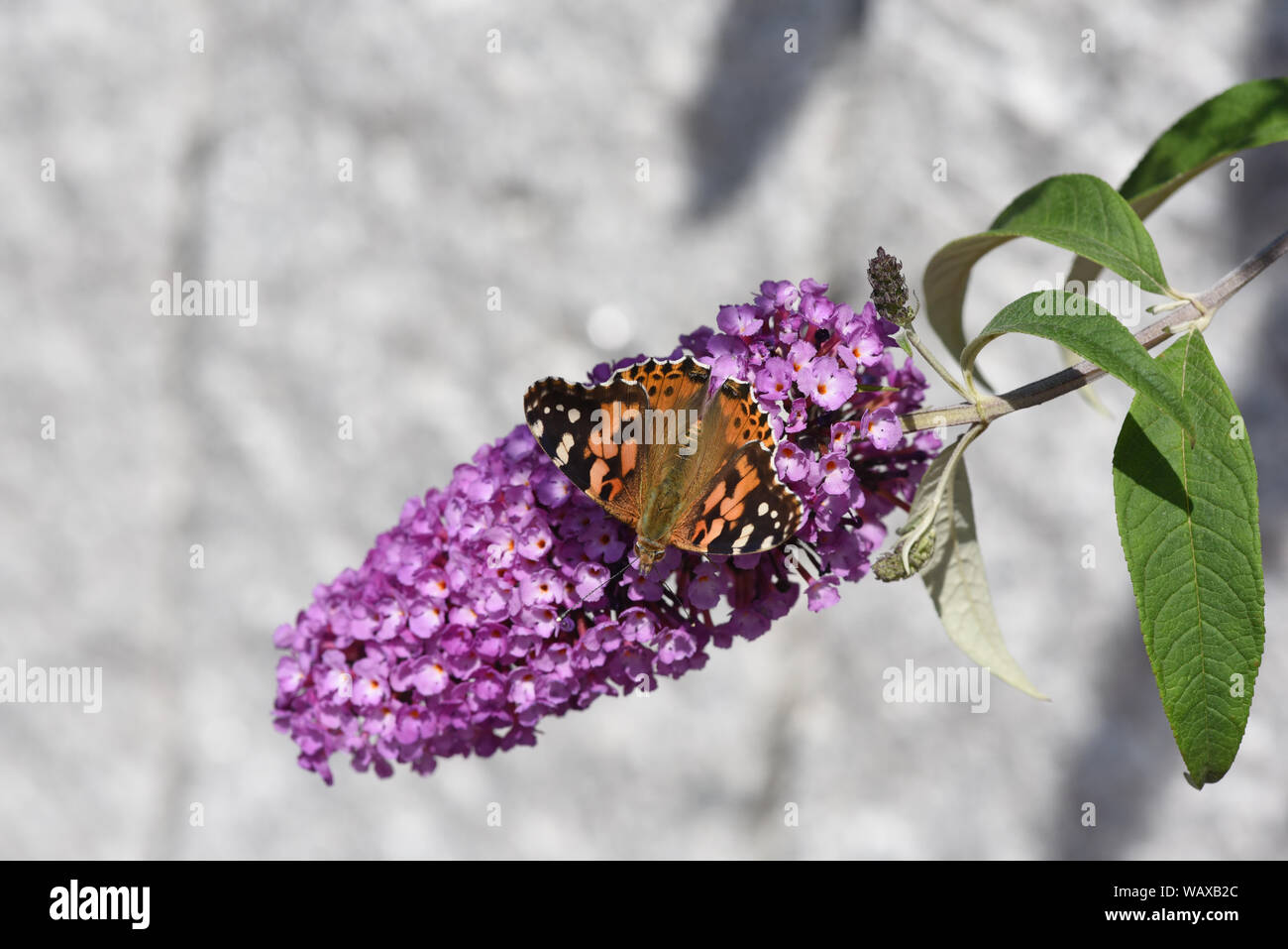 Distelfalter, Cynthia cardui, ist ein Schmetterling und gehoert zu den Tagfaltern. Der Schmetterlingsstrauch ist der Lieblingstrauch der Falter. Paint Stock Photo