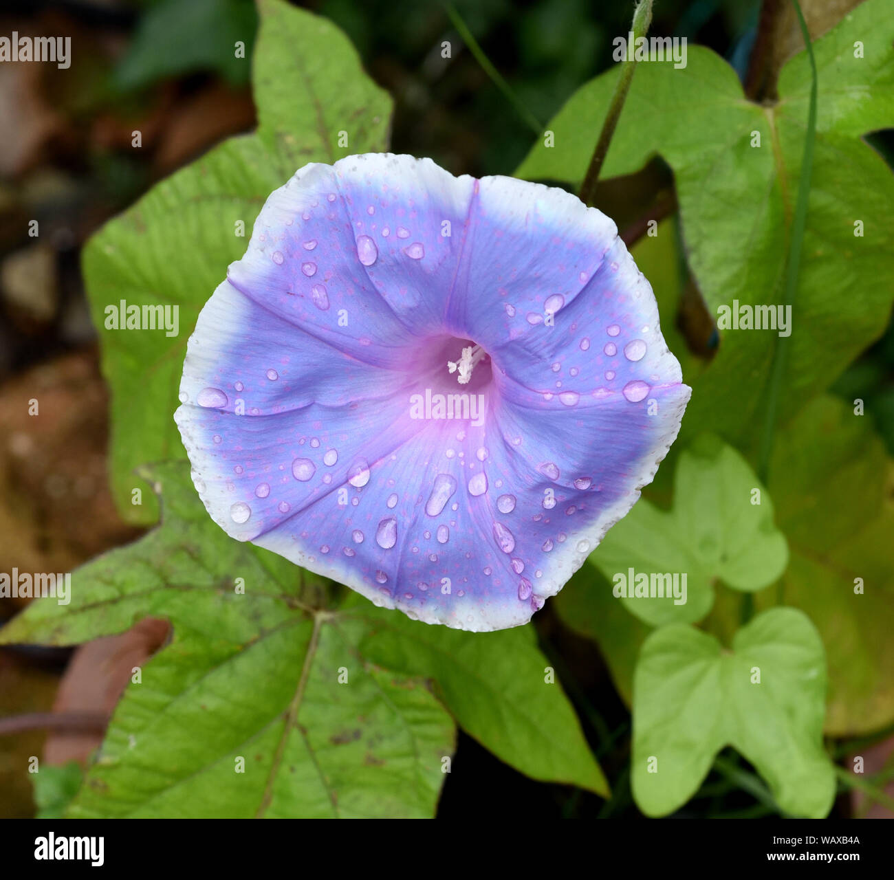 Trichterwinde, Dreifarbige Prunkwinde, Ipomoea purpurea, ist eine schoene Kletterpflanze mit verschiedenen farbigen, trichterfoermigen  Blueten. Morni Stock Photo