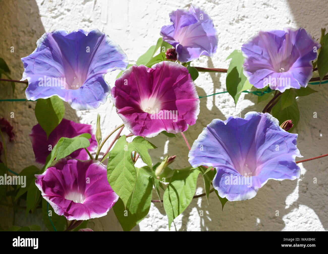 Trichterwinde, Dreifarbige Prunkwinde, Ipomoea purpurea, ist eine schoene Kletterpflanze mit verschiedenen farbigen, trichterfoermigen  Blueten. Morni Stock Photo