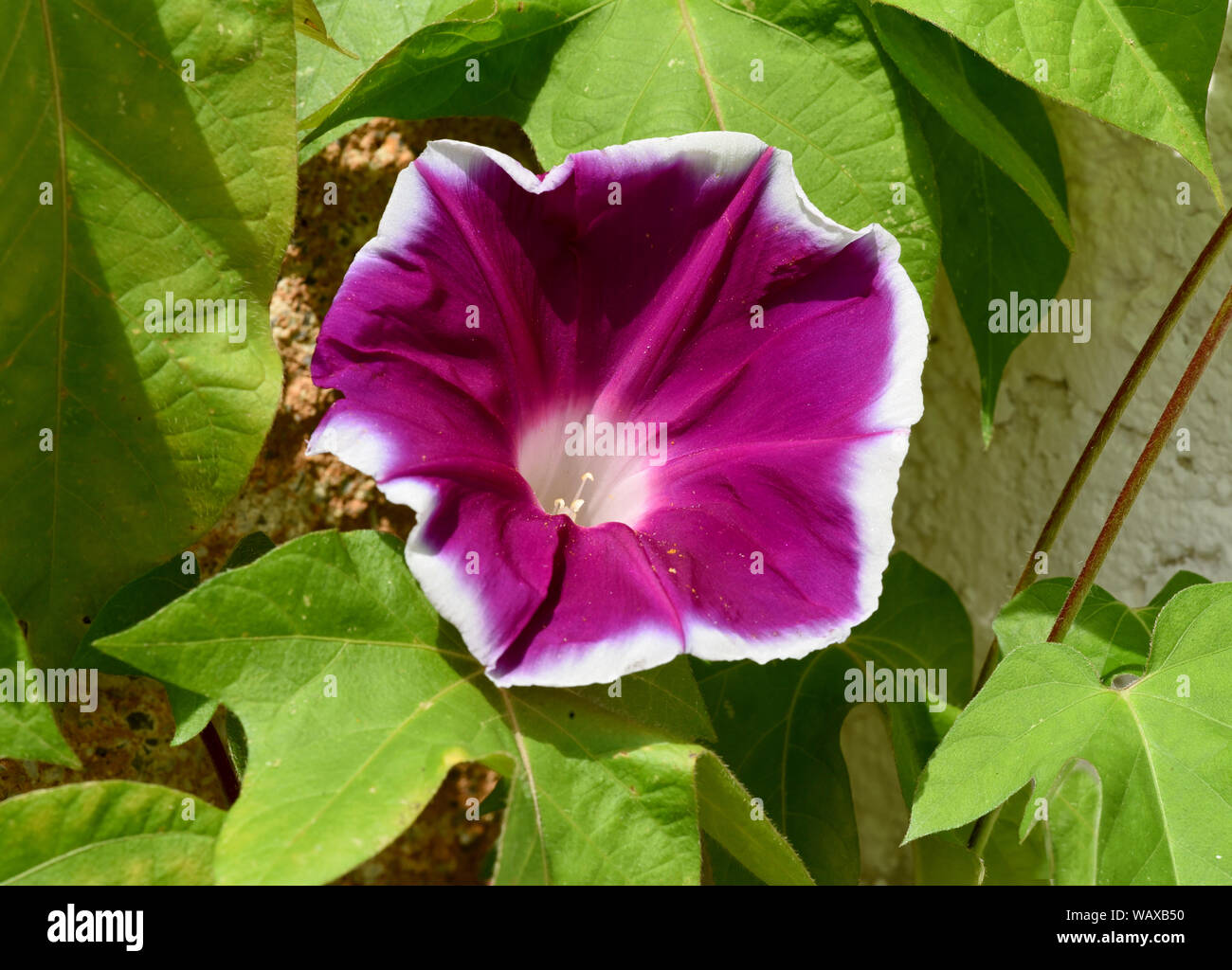 Trichterwinde, Dreifarbige Prunkwinde, Ipomoea purpurea, ist eine schoene Kletterpflanze mit verschiedenen farbigen, trichterfoermigen  Blueten. Morni Stock Photo