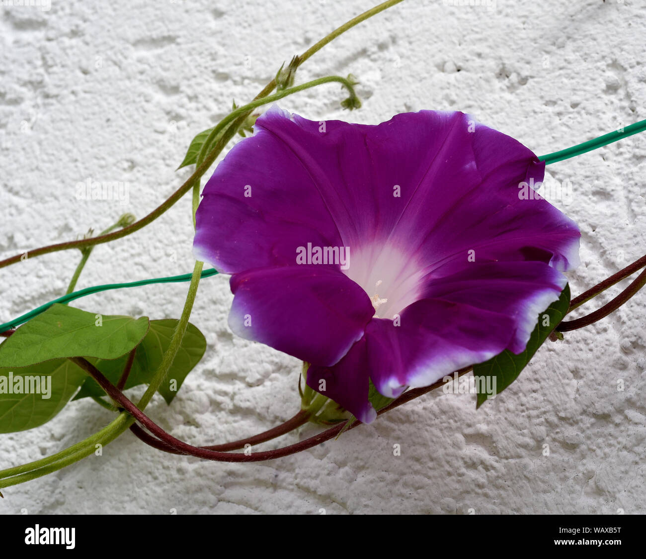 Trichterwinde, Dreifarbige Prunkwinde, Ipomoea purpurea, ist eine schoene Kletterpflanze mit verschiedenen farbigen, trichterfoermigen  Blueten. Morni Stock Photo