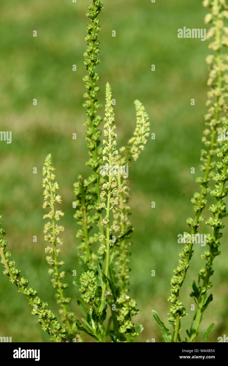 Gelber Wau, Reseda luteola ist eine Wildpflanze die auch zu den Faerber- und Heilpflanzen zaehlt. Stock Photo