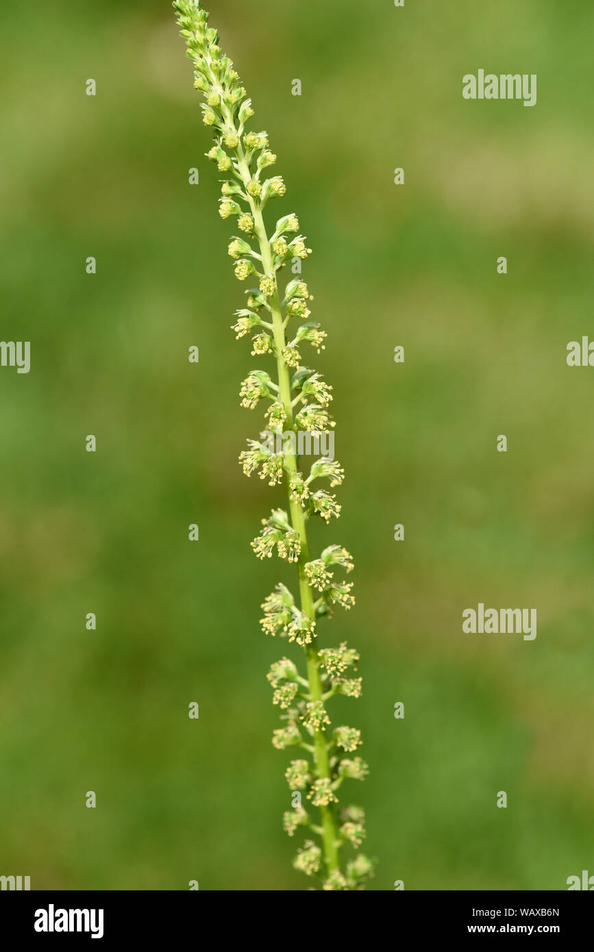 Gelber Wau, Reseda luteola ist eine Wildpflanze die auch zu den Faerber- und Heilpflanzen zaehlt. Stock Photo