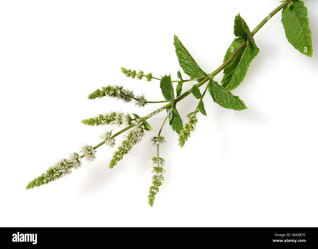 Marokkanische Minze, Mentha spicata, ist ein Duftkraut und eine Heilpflanze. Sie kommt wild vor und wird auch in der Medizin verwendet. Moroccan mint, Stock Photo