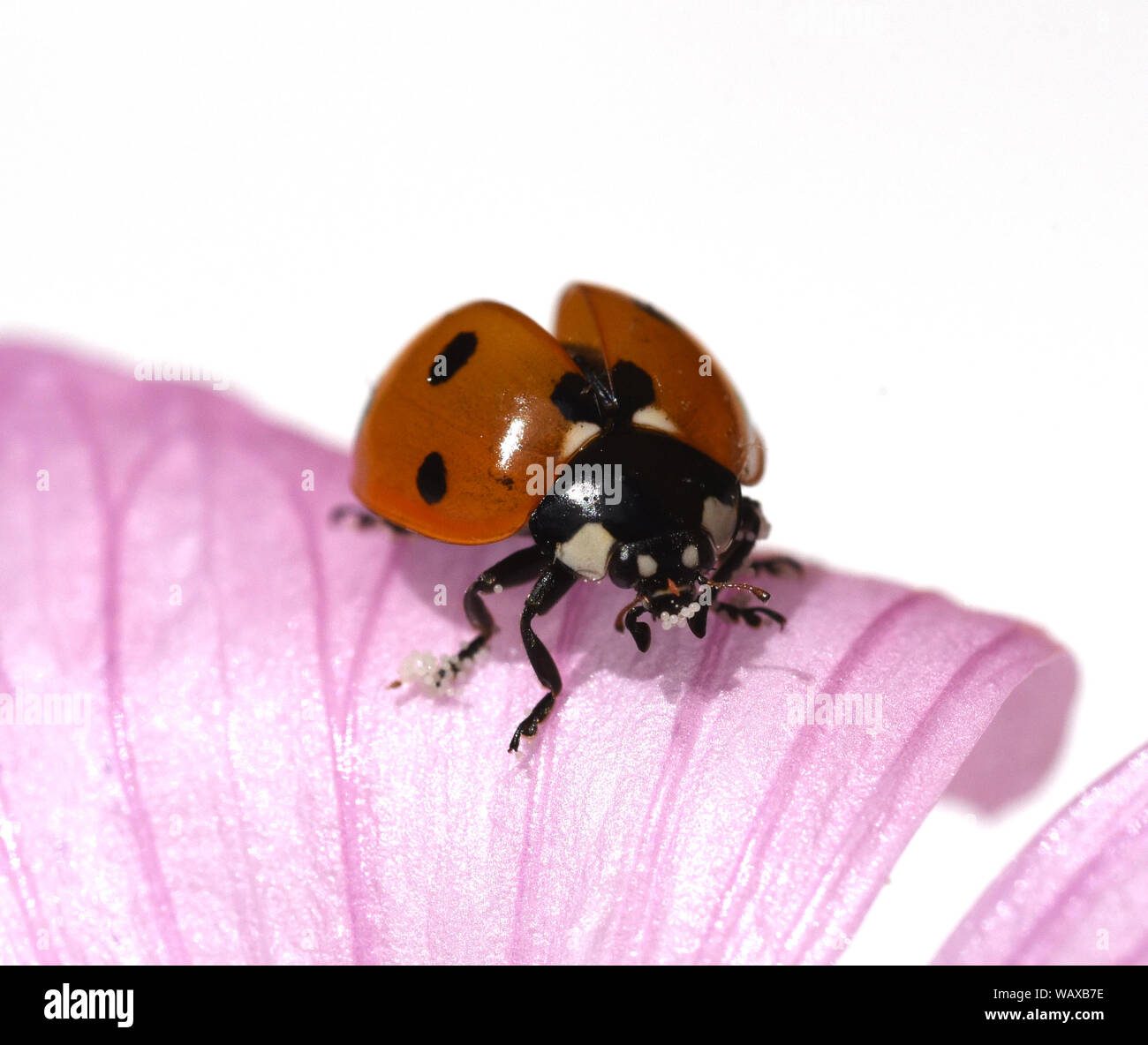 Marienkaefer, Coccinella semptempunctata, ist ein huebscher roter Kaefer mit schwarzen Punkte. Das Insekt ist sehr nuetzlich und frisst viele Blattlae Stock Photo