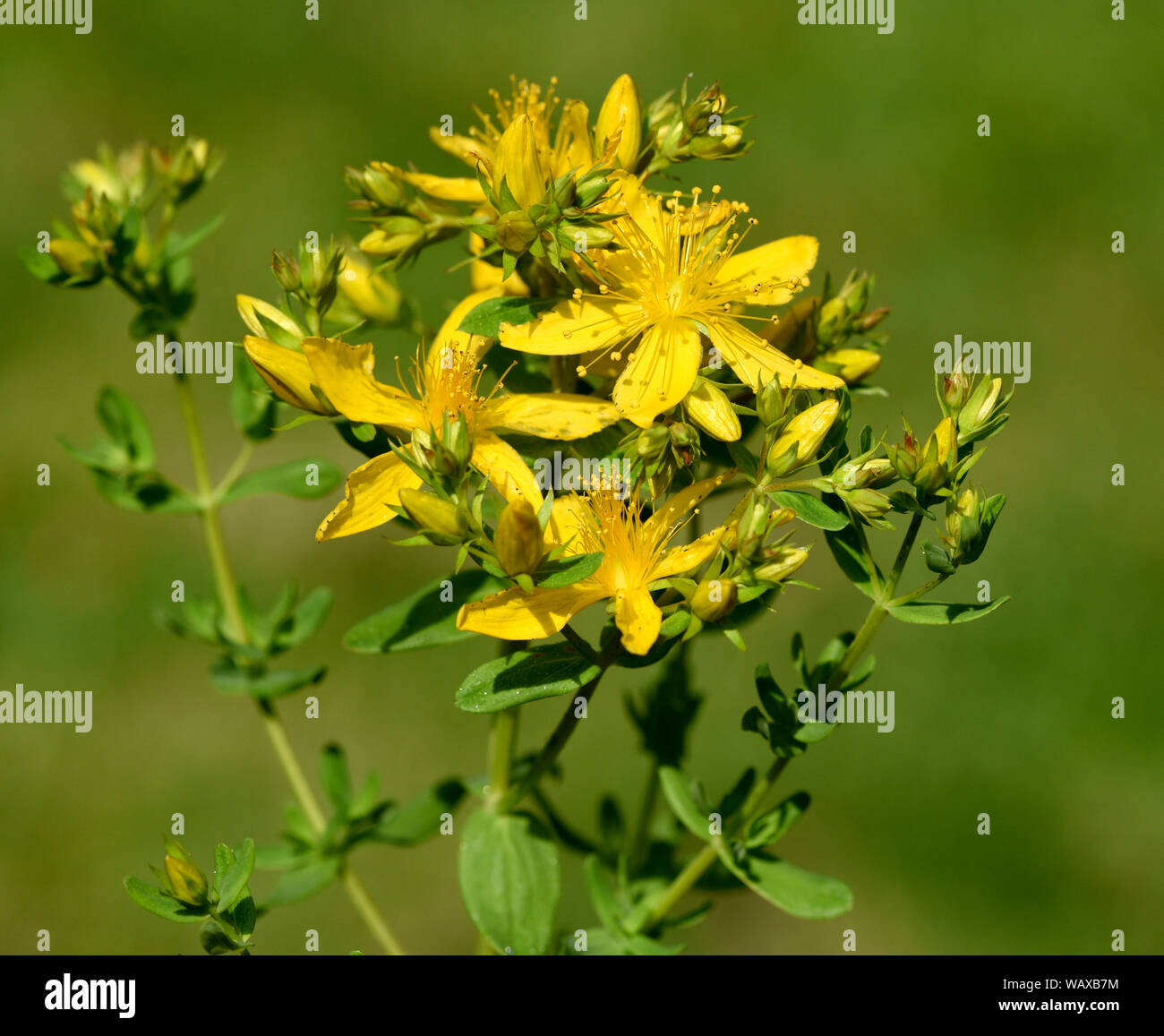 johanniskraut-hypericum-perforatum-ist-eine-wichtige-heilpflanze-mit