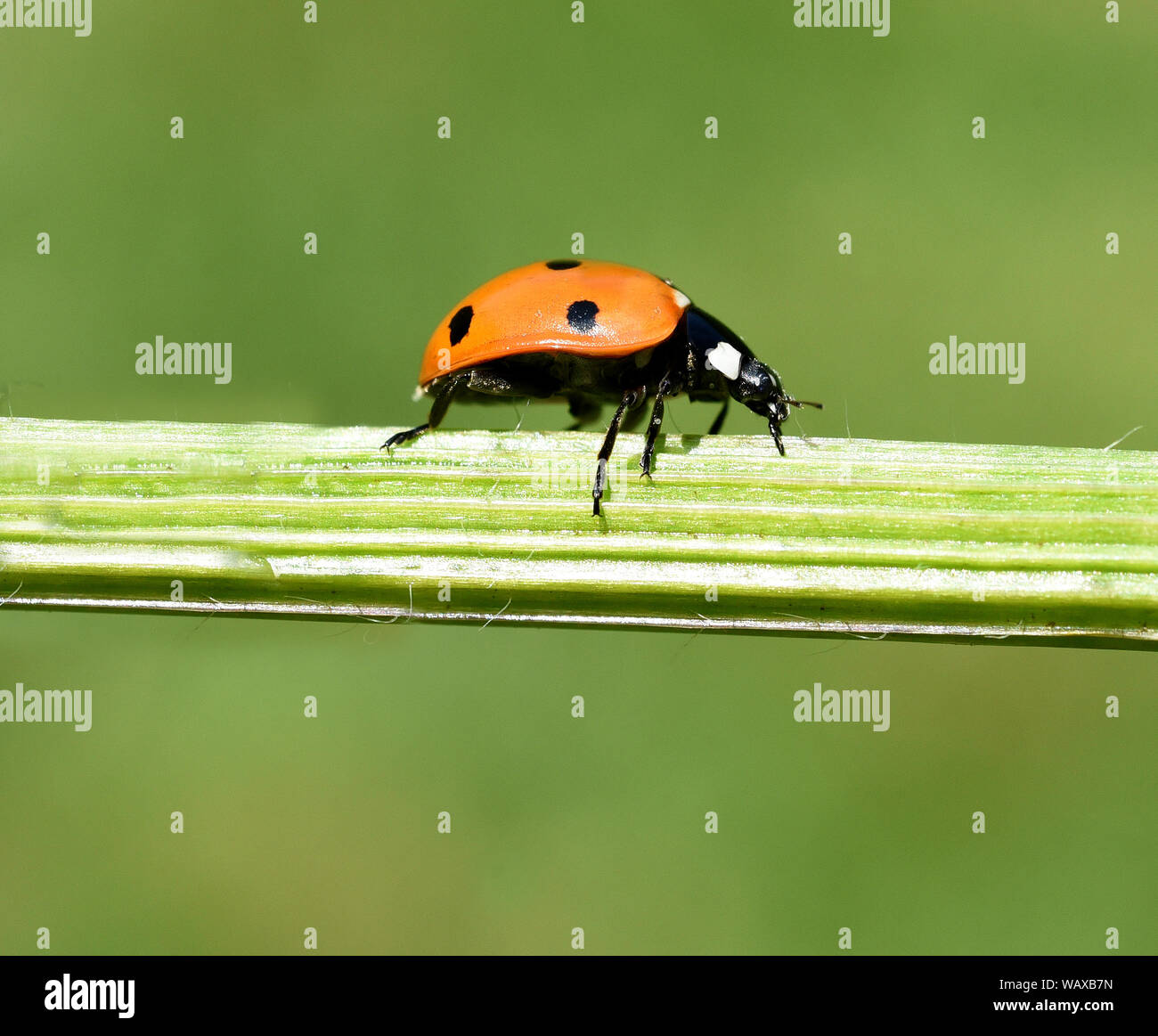 Roter Punkt High Resolution Stock Photography and Images - Alamy