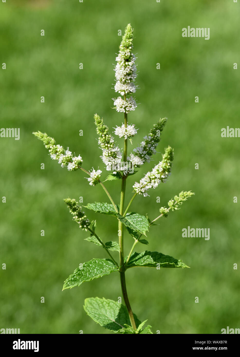 Marokkanische Minze, Mentha spicata, ist ein Duftkraut und eine Heilpflanze. Sie kommt wild vor und wird auch in der Medizin verwendet. Moroccan mint, Stock Photo