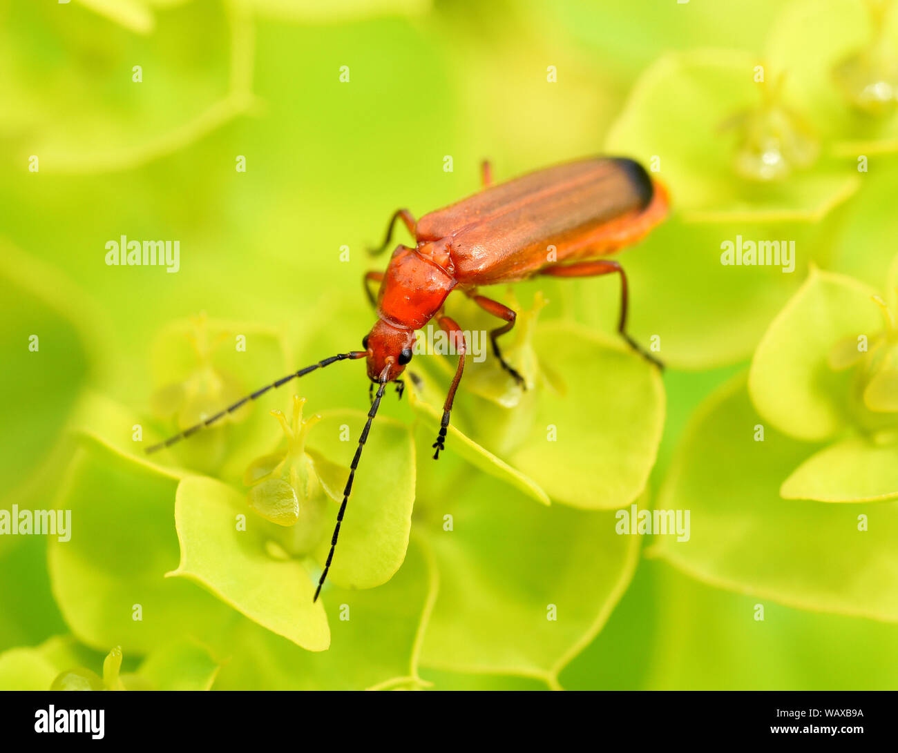 Roter Weichkaefer Rhagonycha Fulva Ist Ein Roter Kaefer Der Im Sommer Sehr Haeufig Vorkommt Red Soft Beetle Rhagonycha Fulva Is A Red Beetle That Stock Photo Alamy