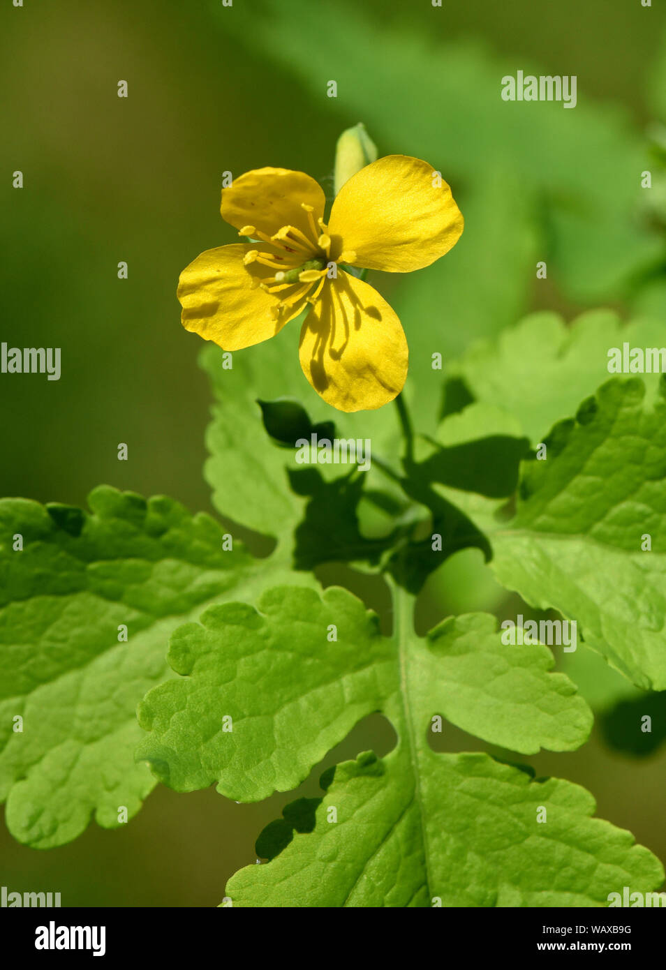Schoellkraut, Chelidonium majus, ist eine wichtige Heilpflanze und eine