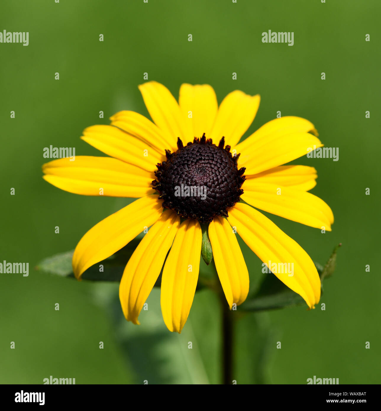 Sonnenhut, Rudbeckia hirta, ist eine wichtige Heilpflanze und eine Blume mit gelben Blueten. Sie ist eine schoene Staudenpflanze und wird auch in der Stock Photo