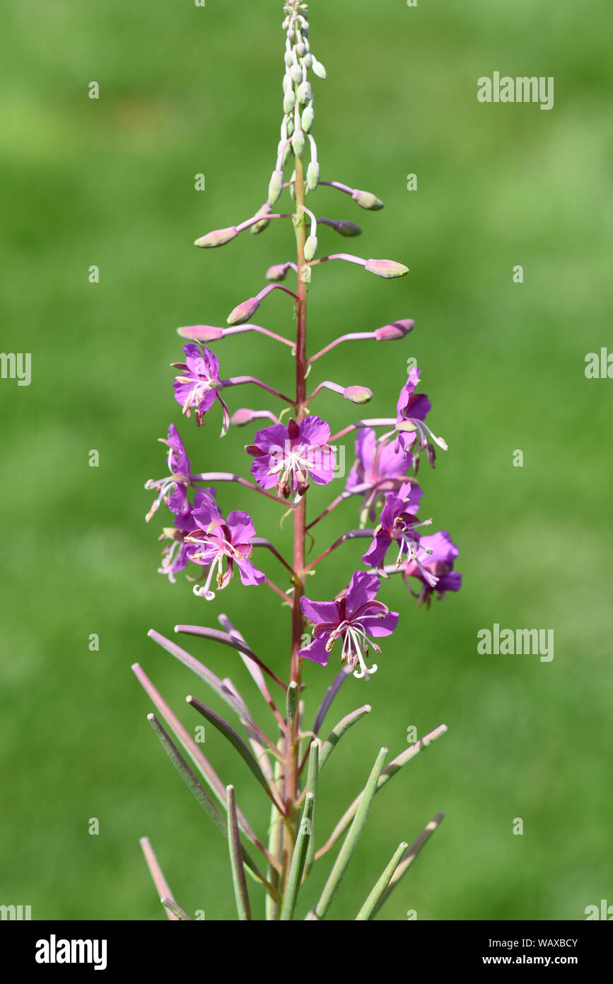 Weidenroeschen, Epilobium angustifolium, ist eine Heilpflanze und Wildpflanze mit lila Blueten. Willowherb, Epilobium angustifolium, is a medicinal pl Stock Photo