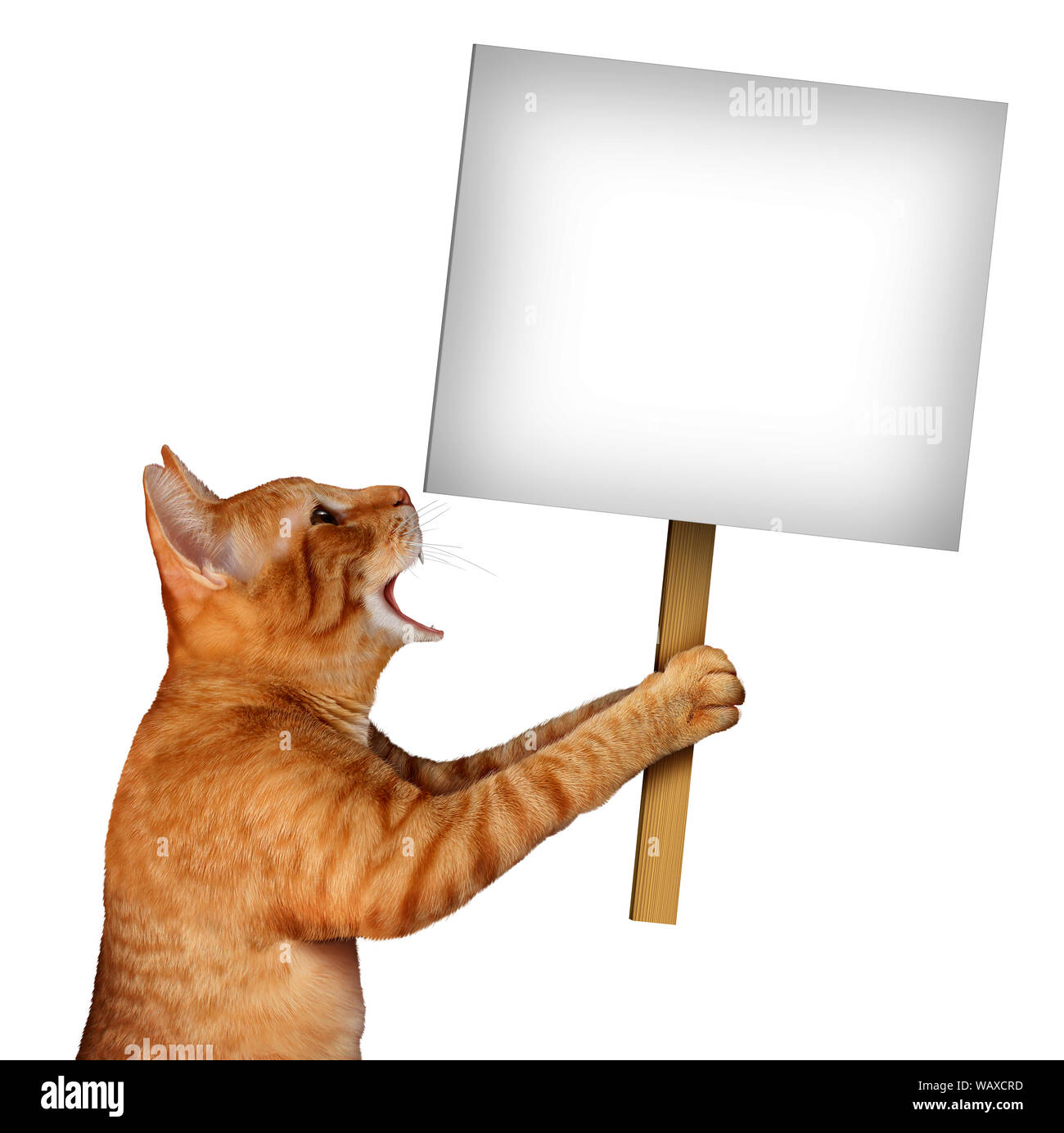 Cat holding a blank sign as a cute tabby feline with an open talking mouth expression communicating a message pertaining to pet care or veterinary. Stock Photo