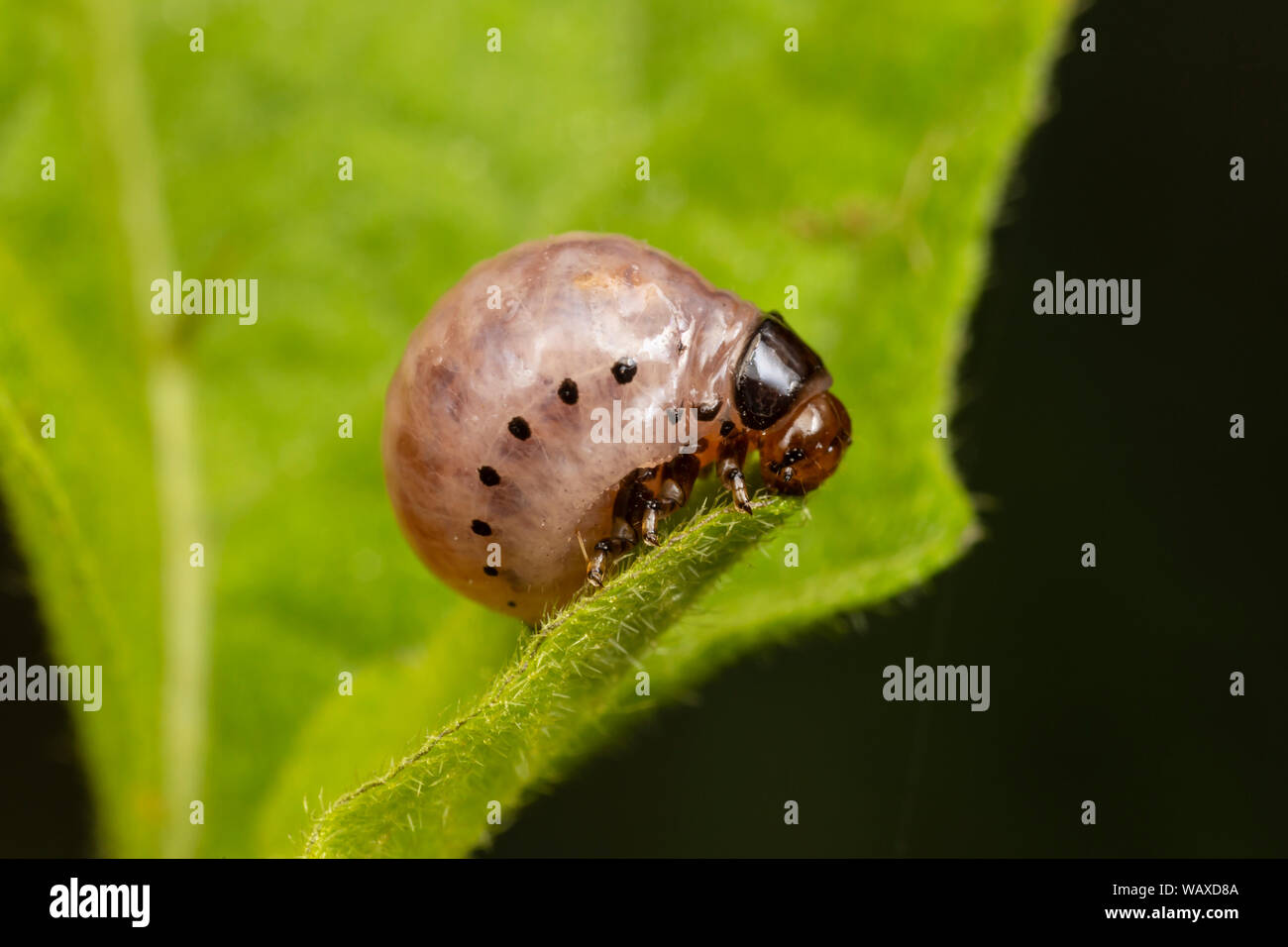 A False Potato Beetle (Leptinotarsa juncta) larva feeds on Carolina Horsenettle (Solanum carolinense). Stock Photo