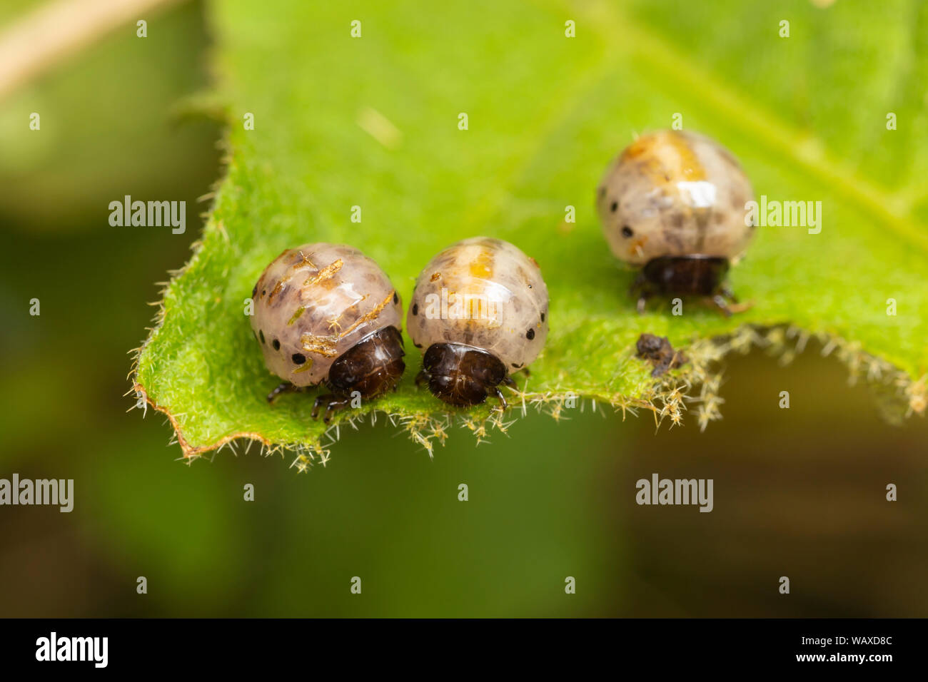 False Potato Beetle (Leptinotarsa juncta) larvae feed on Carolina Horsenettle (Solanum carolinense). Stock Photo