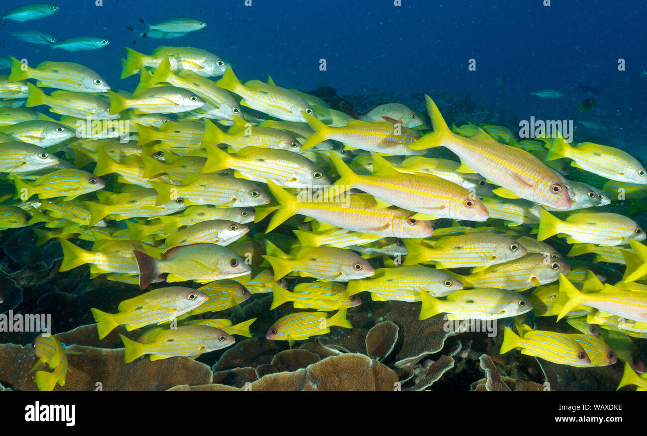 Black spot snappers, Lutjanus ehrenbergii, and yellowfin goatfishes, Mulloidichthys vanicolensis, over massive foliose corals Raja Ampat Indonesia. Stock Photo