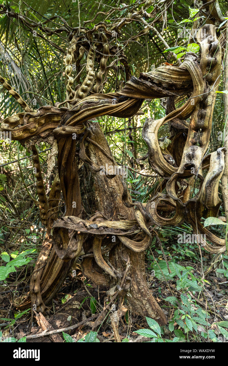 Rainforest creepers hires stock photography and images Alamy