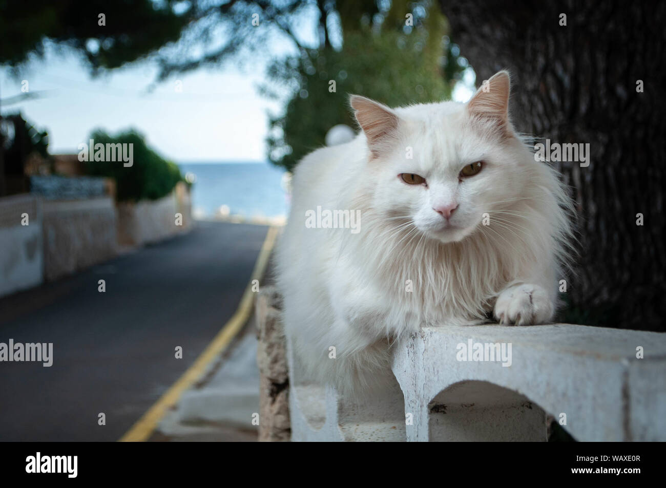 long-haired domestic cat resting on a stone fence Stock Photo - Alamy