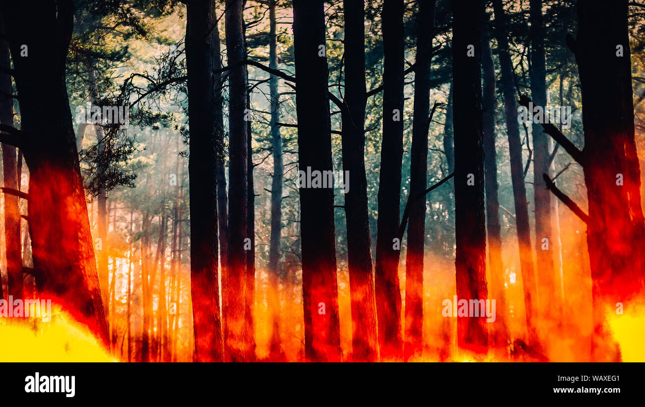 Raging pinewood forest fire digital composite Stock Photo Alamy