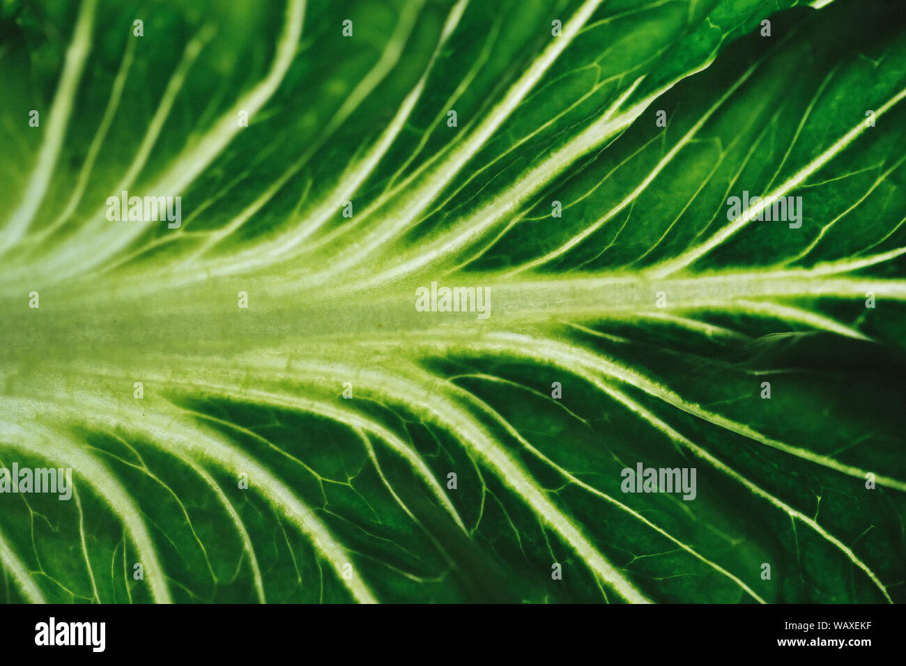 Food and ingredients. Green leaf in close-up Stock Photo