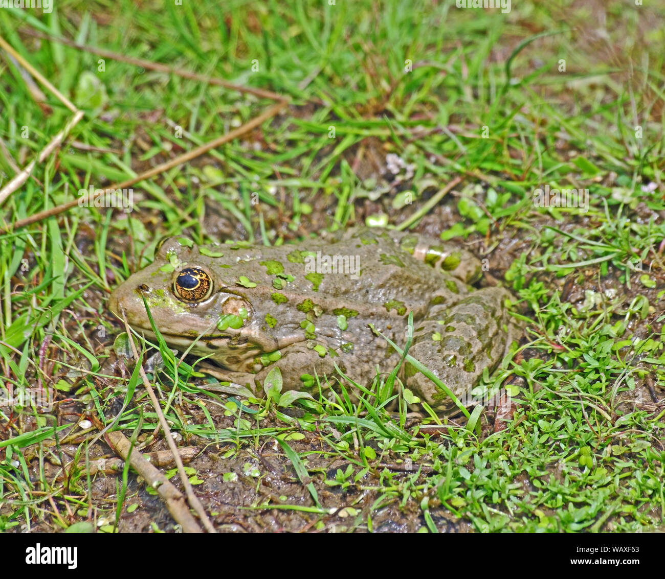 Marsh Frog, Rana Ridibunda, England Captive Stock Photo