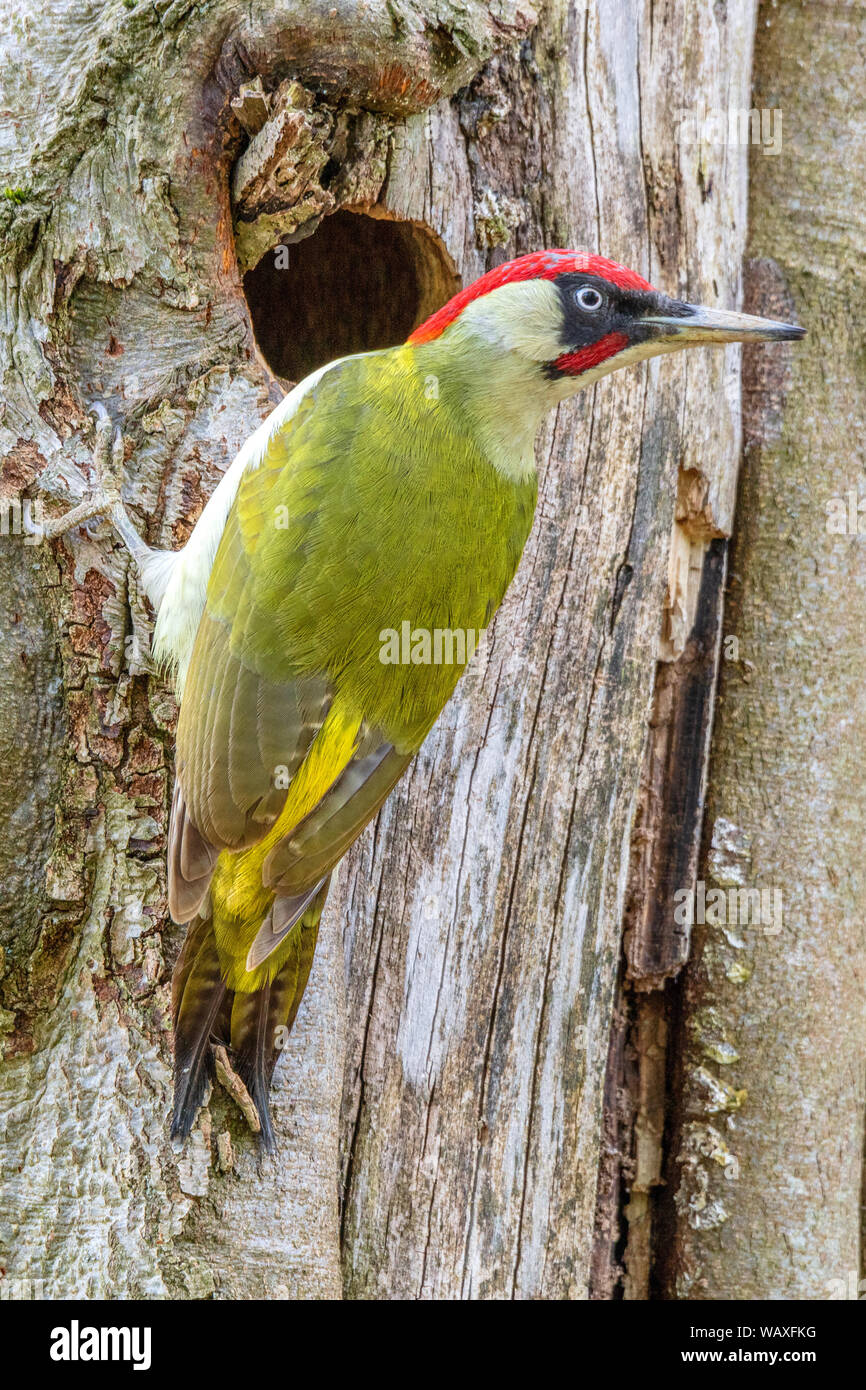 Nature Switzerland Wild Woodpecker Bird Picus Viridis Stock Photo Alamy