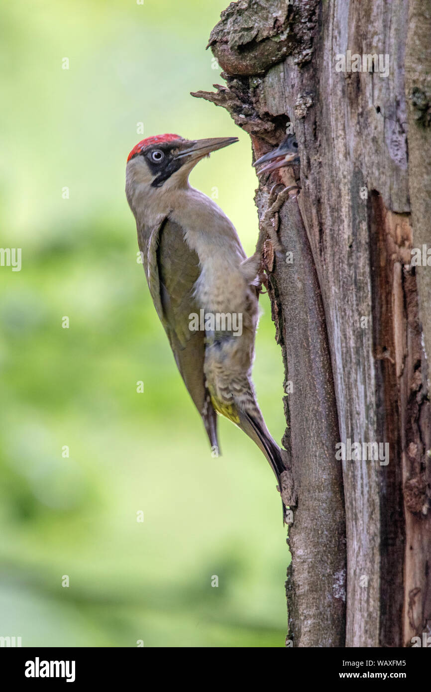 Nature Switzerland Wild Woodpecker Bird Picus Viridis European Green Woodpecker Stock Photo Alamy