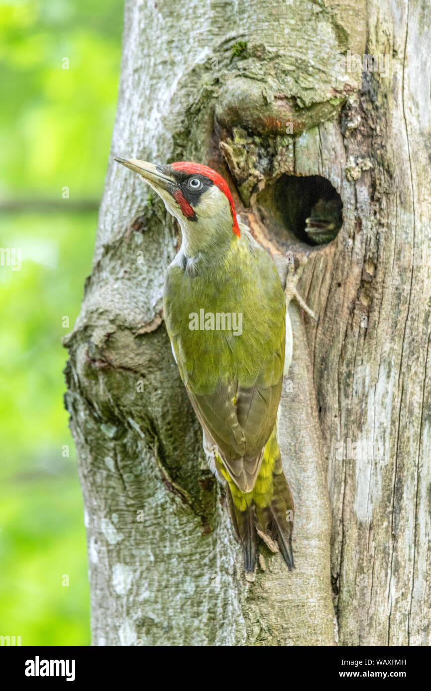 Nature Switzerland Wild Woodpecker Bird Picus Viridis European Green Woodpecker Stock Photo Alamy