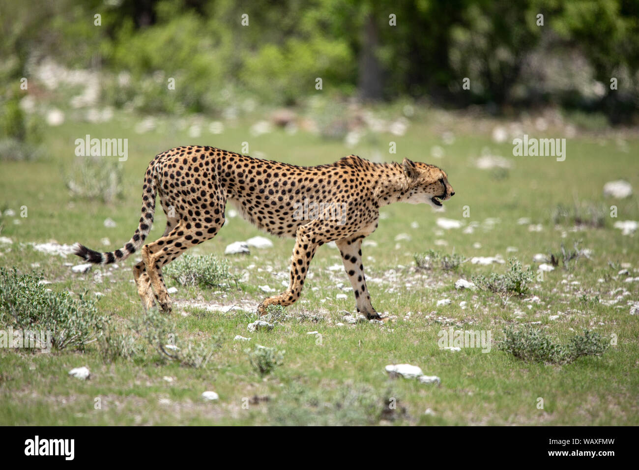 Nature, Wild, Animal, Cheetah, Namibia, Etosha, Acinonyx, 30077805 Stock Photo