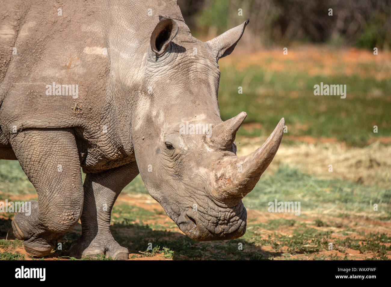 Nature, Wild, Namibia, Rhino, Ceratotherium simum, White rhinoceros, square-lipped rhinoceros, Rhinoceros, 30077878 Stock Photo