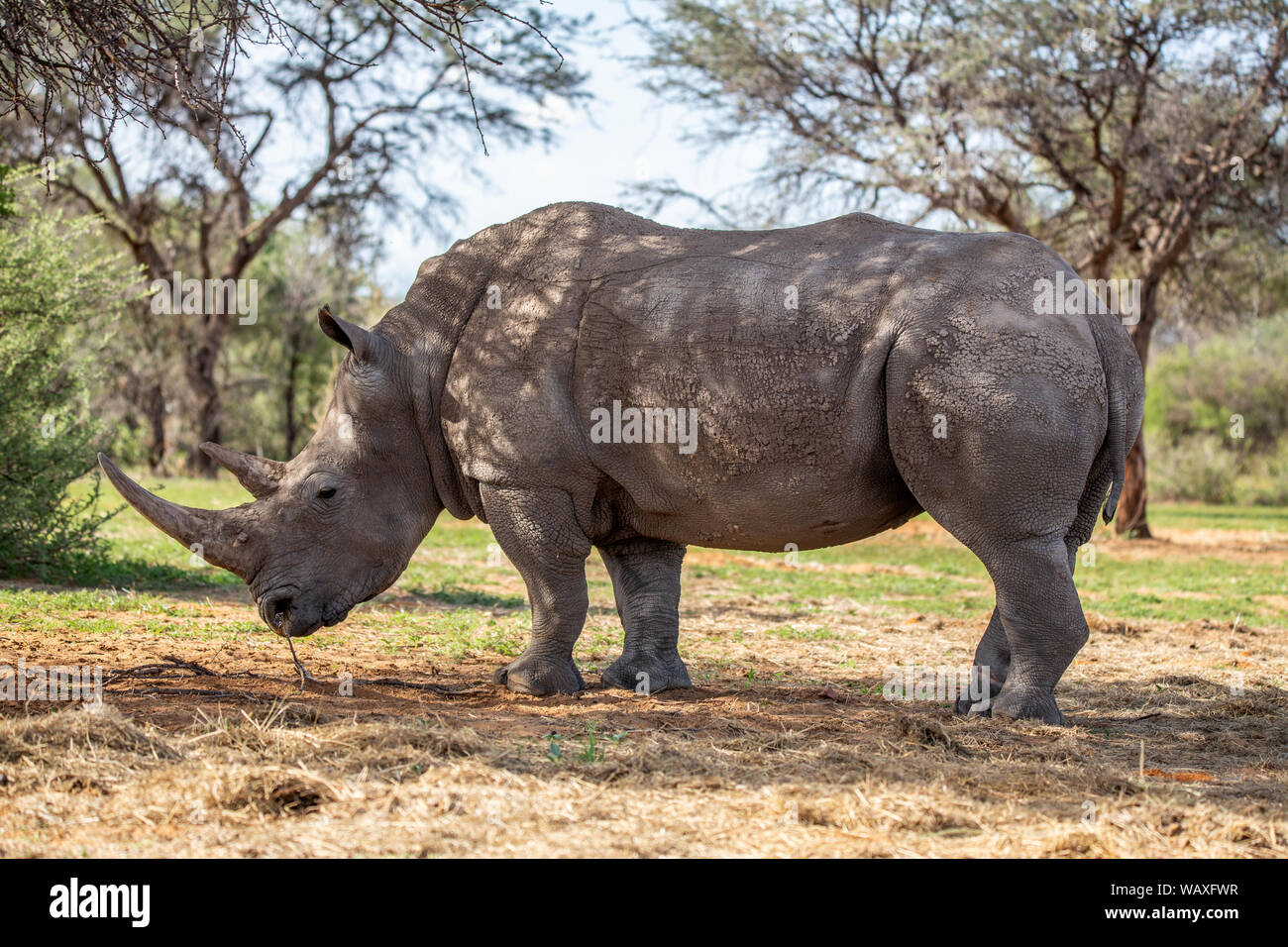 Nature, Wild, Namibia, Rhino, Ceratotherium simum, White rhinoceros, square-lipped rhinoceros, Rhinoceros, 30077883 Stock Photo