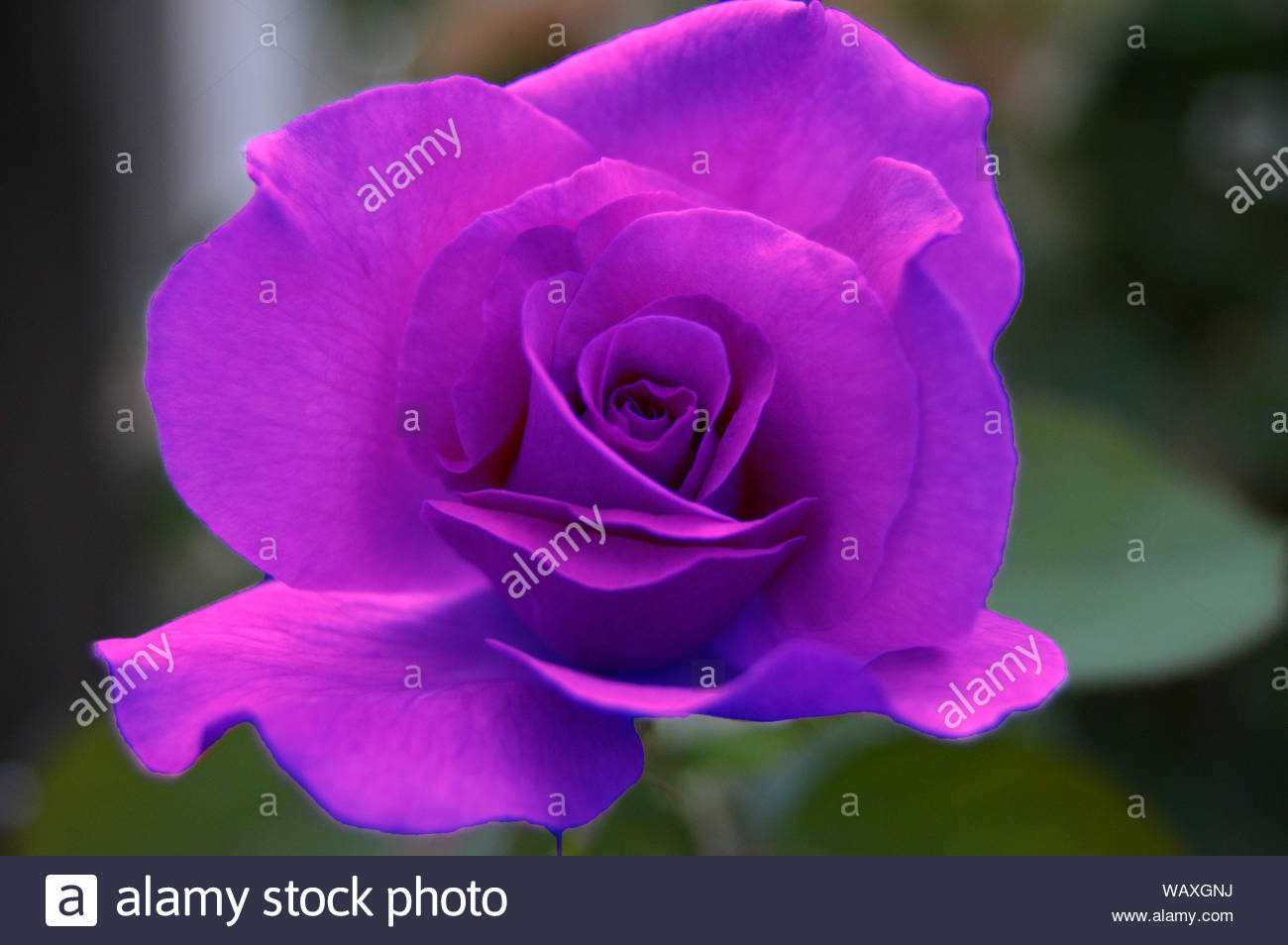 Meggy Roy Lorthophoniste Fleurie Posts Facebook