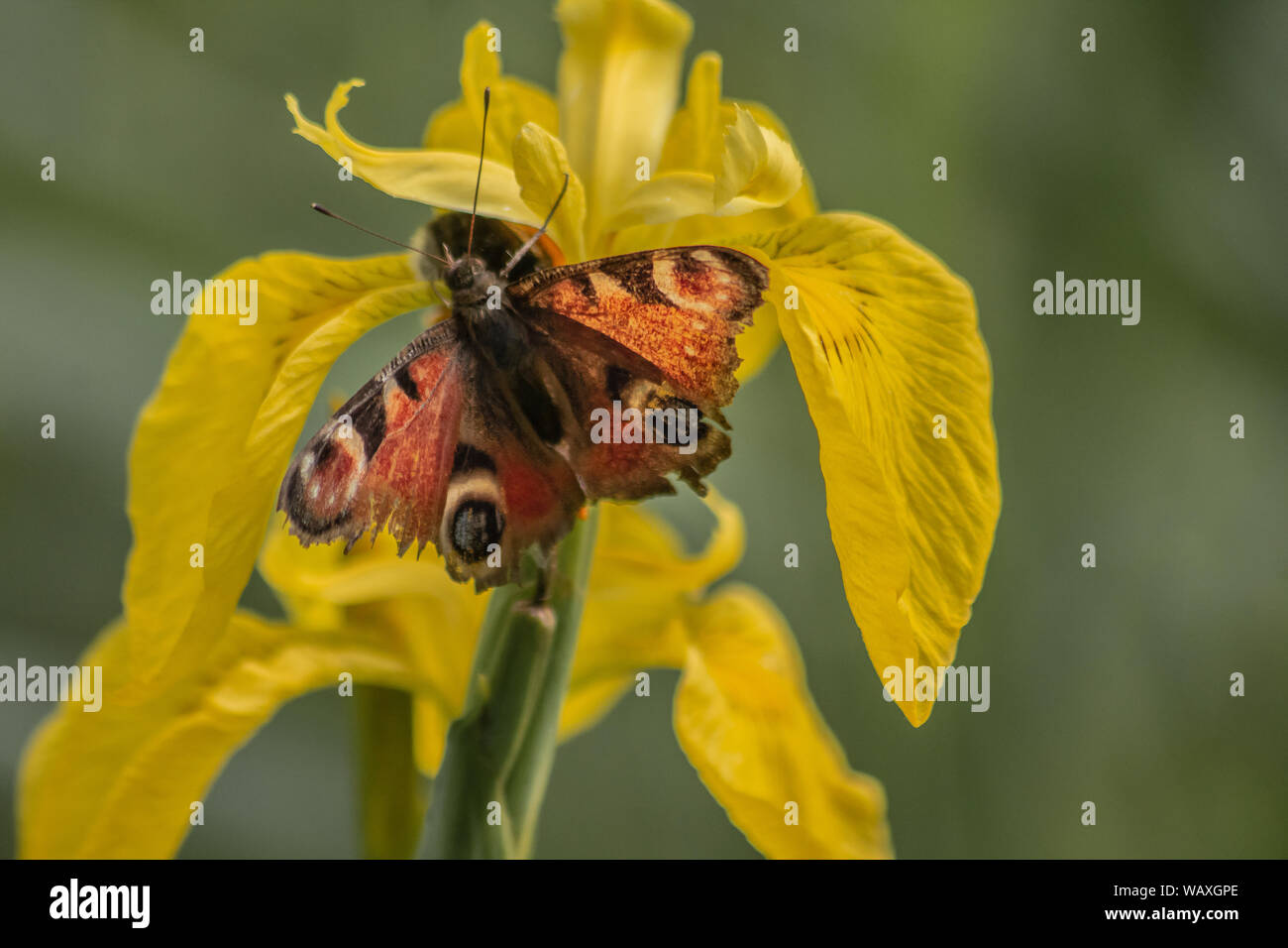 Summer Snaps Stock Photo