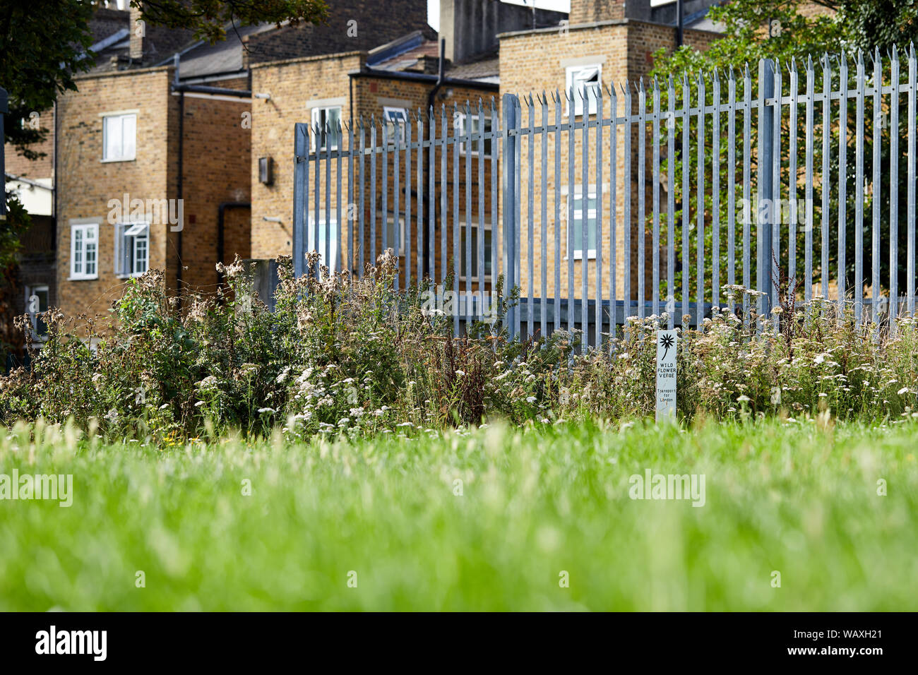 London, U.K. - August 17, 2019: A roadside verge left for wildflower growth managed by Transport for London to increase biodiversity across the capita Stock Photo