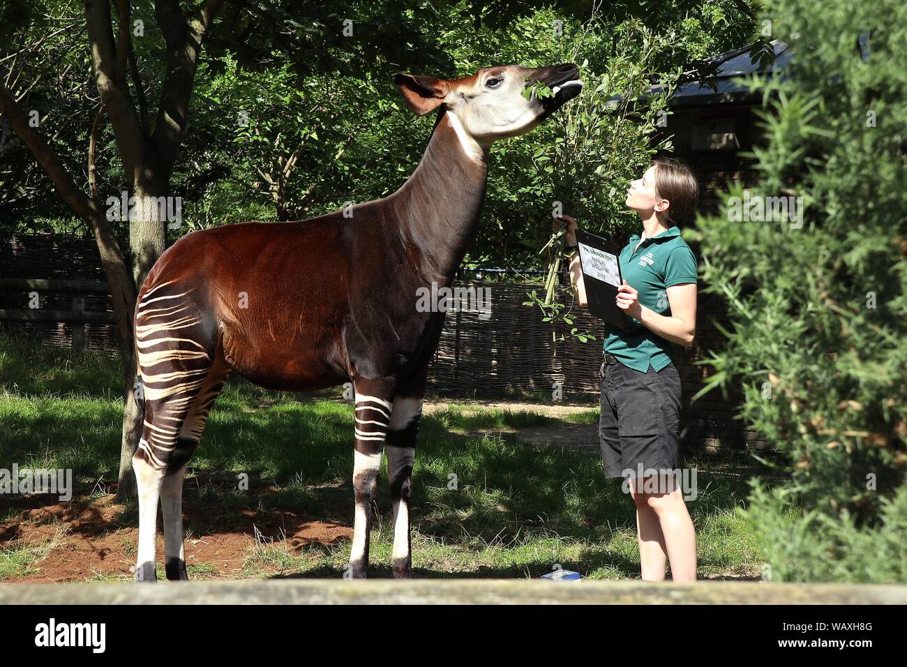 Annual weigh in records animals vital statistics at ZSL London Zoo 22