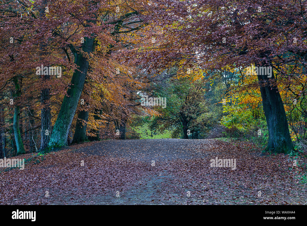 Autumn colours in Delamere Forest Cheshire UK November 2018 Stock Photo