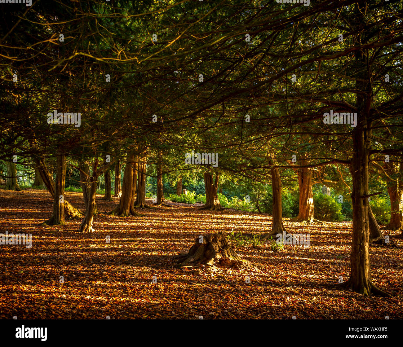 Small forest of trees in autumn with fallen leaves on ground Stock Photo