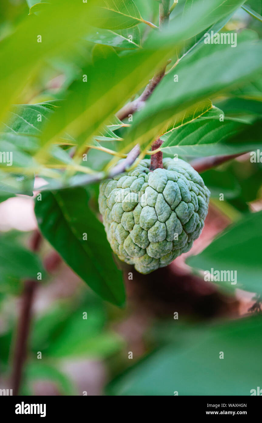 Fresh ripe Custard apple or Sugar Apple on its tree, exotic tropical ...